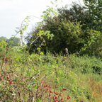 IMG_0377 - Lochnagar Crater.jpg