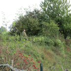 IMG_0387 - Lochnagar Crater.jpg