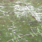 IMGP4186 - Lochnagar Crater.jpg