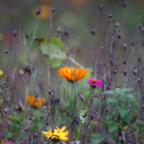 IMGP4363 - Flowers near Welsh Memorial Mametz Wood.jpg