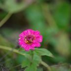 IMGP4365 - Flowers near Welsh Memorial Mametz Wood.jpg