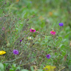 IMGP4366 - Flowers near Welsh Memorial Mametz Wood.jpg